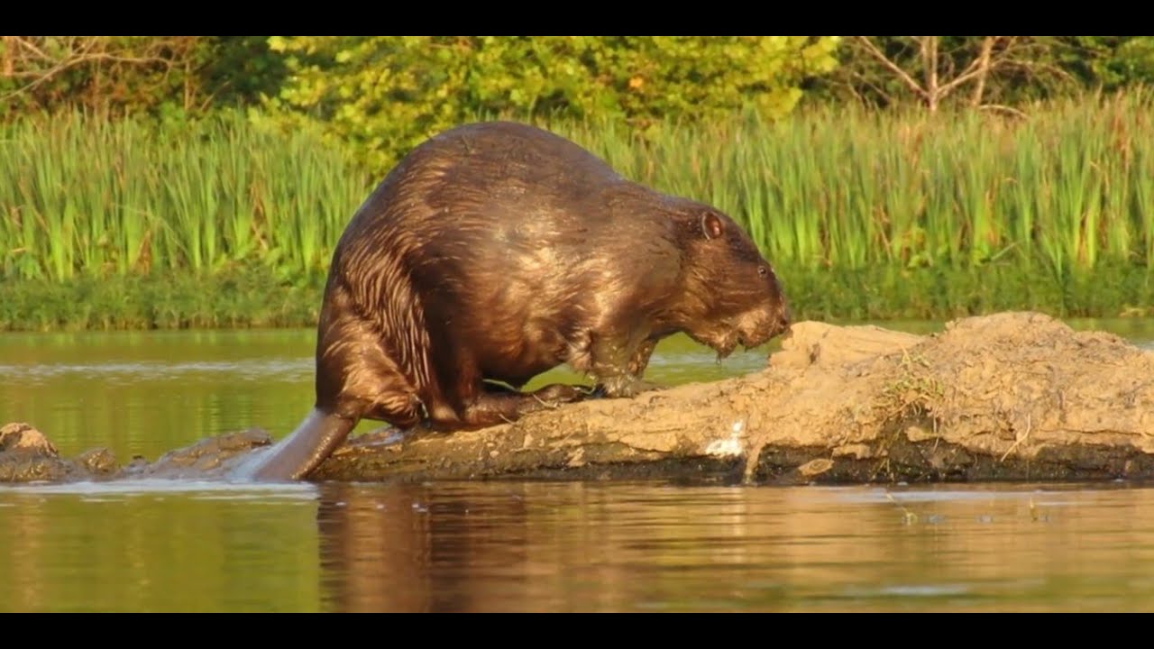 The Beaver Family of Lake Sequoyah