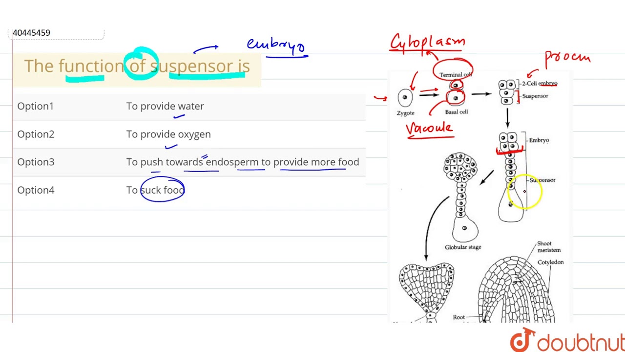 The function of suspensor is