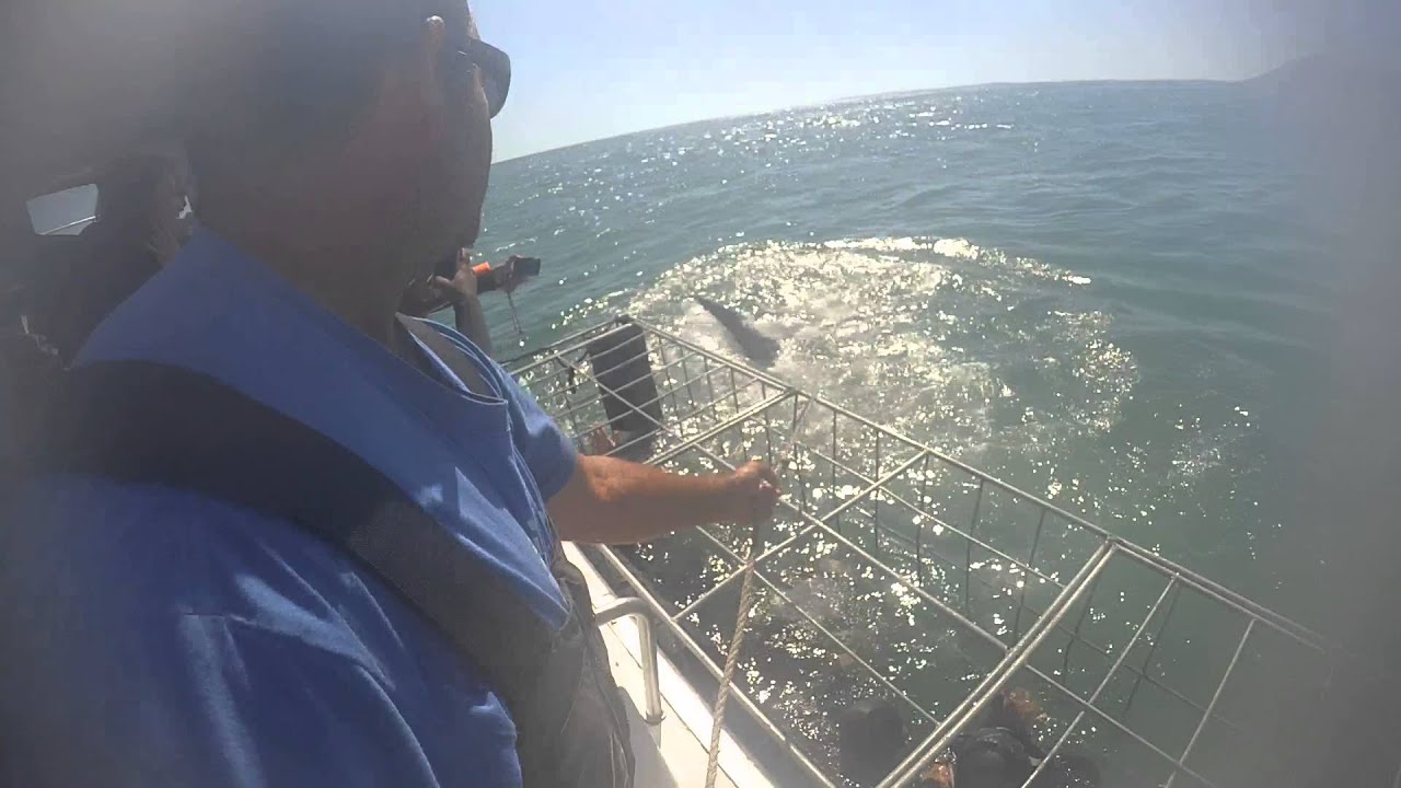 Sharkcagediving Gansbaai