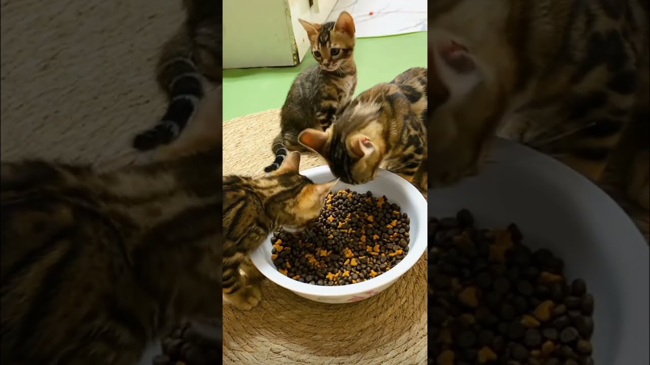KEEP DOZENS OF BENGAL CATS 🐱 LEOPARD-LIKE CATS 🐆
