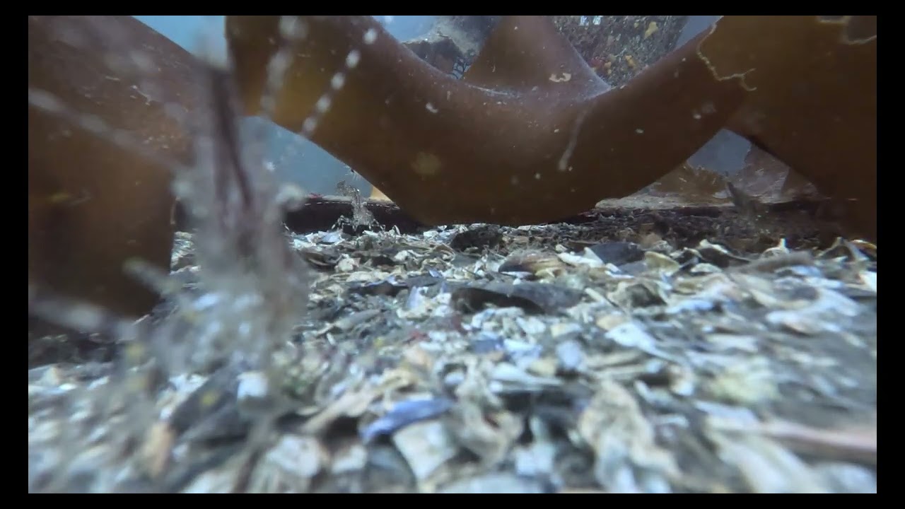 Full Shrimp & Peek A Boo Crab  