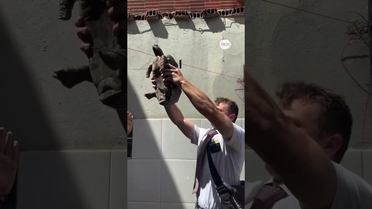 ELDER jugando con una tortuga Misioneros Iglesia de Jesucristo SUD Mormones Locuras