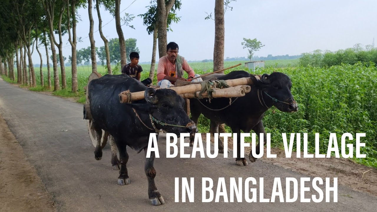 Bangladesh | You will definitely love this village | পাবনার এই সুন্দর গ্রামটি হেটে হেটে দেখলাম
