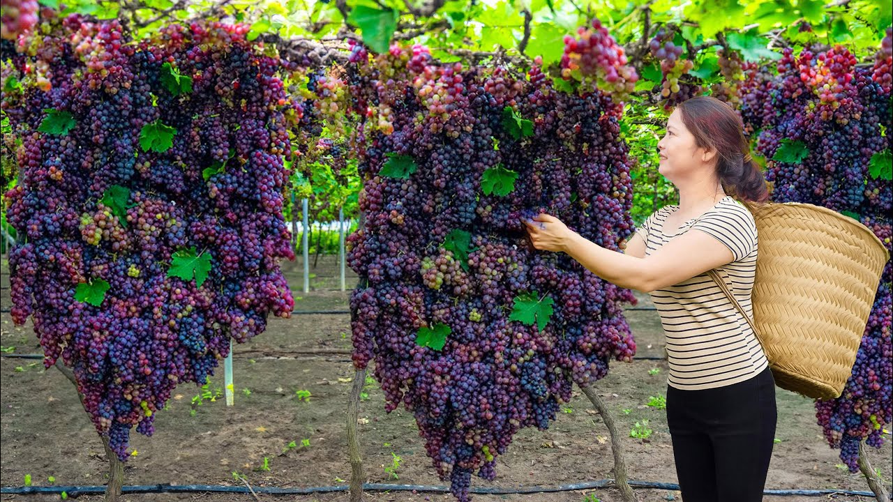 Harvesting Giant Wild Fruit Bunch - Cook Spicy Soup & Sell at The Market | Unique Forest Dish