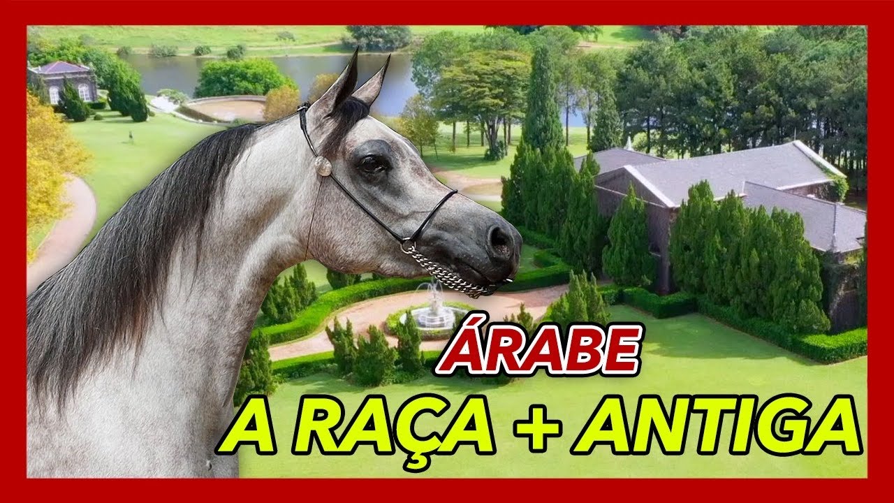 Cavalo Árabe no Haras Vila dos Pinheiros