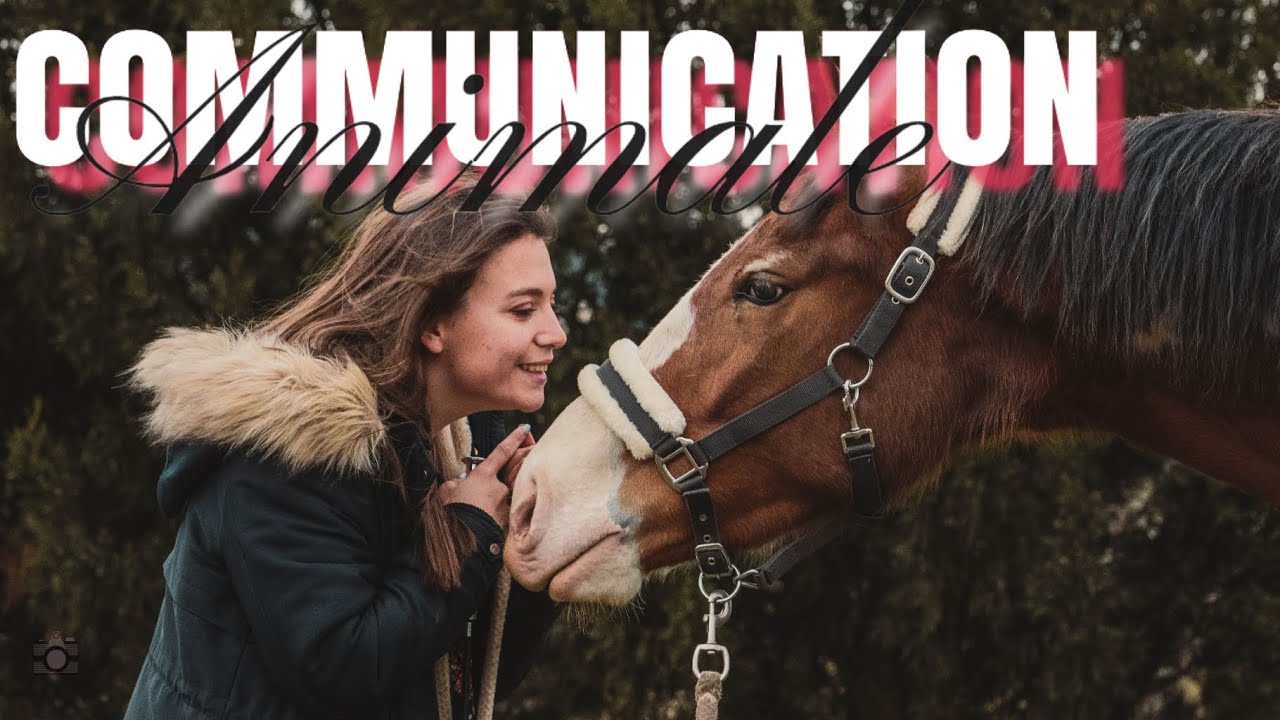 NOTRE PREMIÈRE FOIS : IDÉAL AVAIT DES CHOSES À DIRE - COMMUNICATION ANIMALE