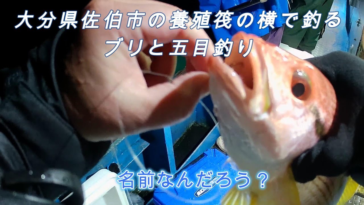 養殖筏の横で釣る大分県佐伯のブリと五目釣り