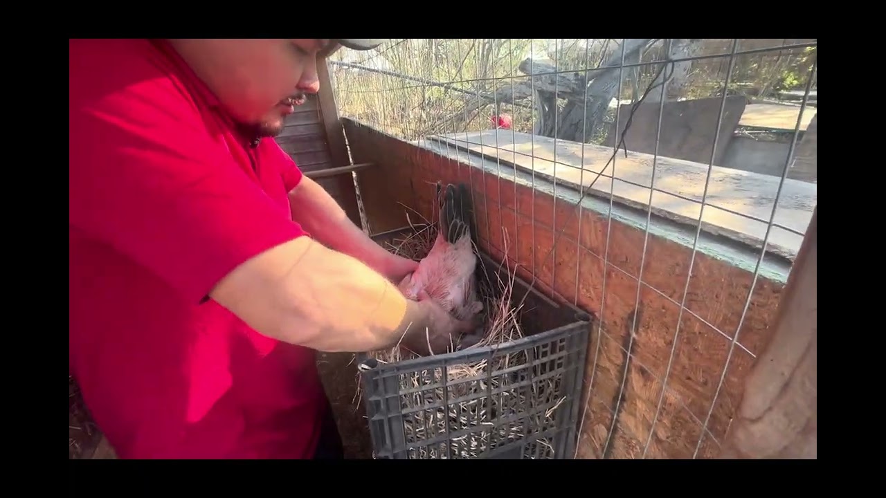 Avances en solo gallos y an nacido más pollitos 🐣 
