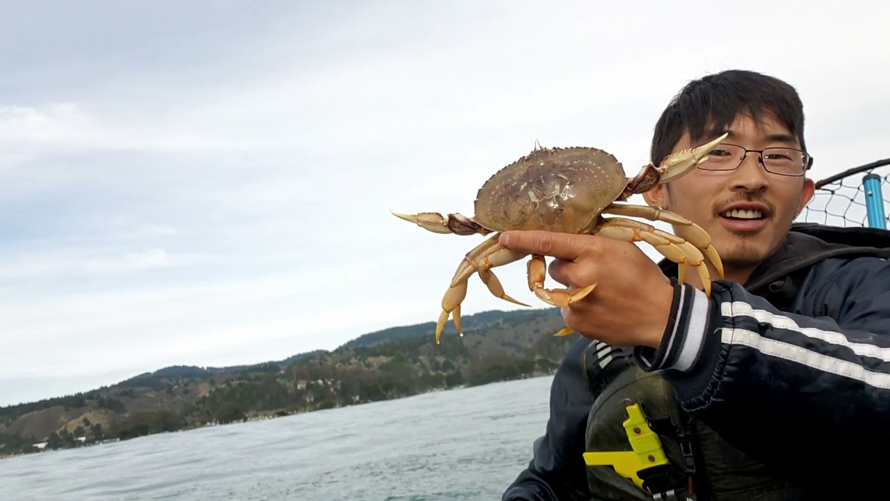 Dungeness CRAB Opener / HOOP NETTING on the KAYAK