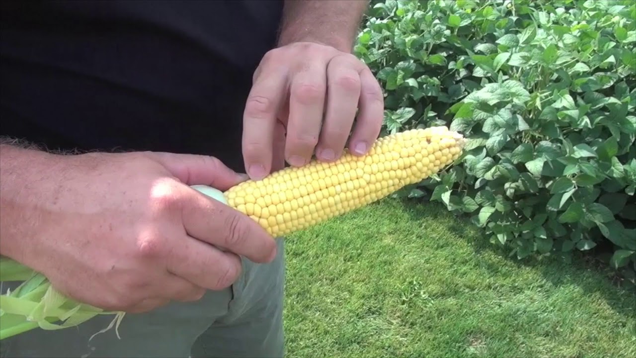 Corn School: Crop Staging, Compaction Hangovers, and Anticipating Silage Harvest