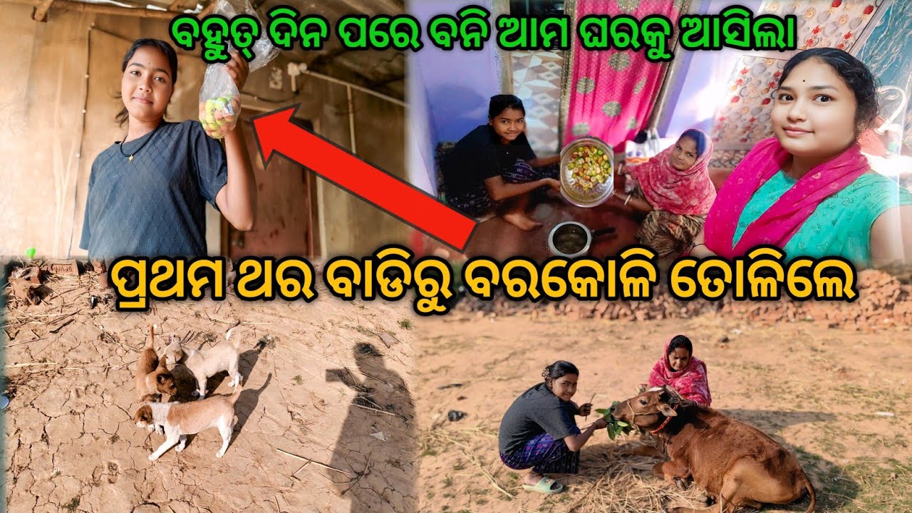 ବହୁତ୍ ଦିନ ପରେ ବନି ଆମ ଘରକୁ ଆସିଲା | ଦୁଇ ଭଉଣୀ ବାଡ଼ିରୁ ବରକୋଳି ତୋଳିଲେ | Familyvlog @Subhalaxmidaliyvlogs👍