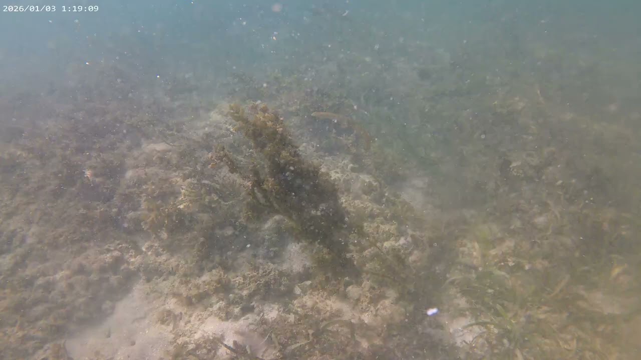 Under Seawater Incredible Underwater World - Relaxation Video with Original Sound January 4, 2026 4