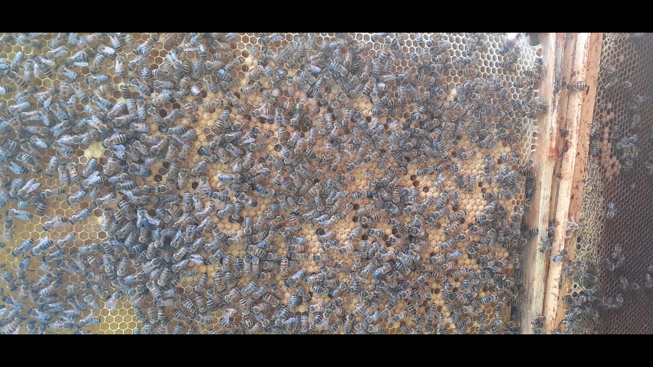 Postupné slábnutí včelstva až k úhynu vlivem viróz 1.část