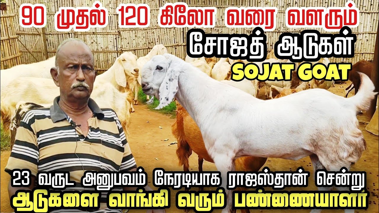 120 கிலோ வரை அசுர வளர்ச்சி தரும் சோஜத் ஆடுகள் | Sojat Goat Farm #goat #sheep #farming #chicken #farm