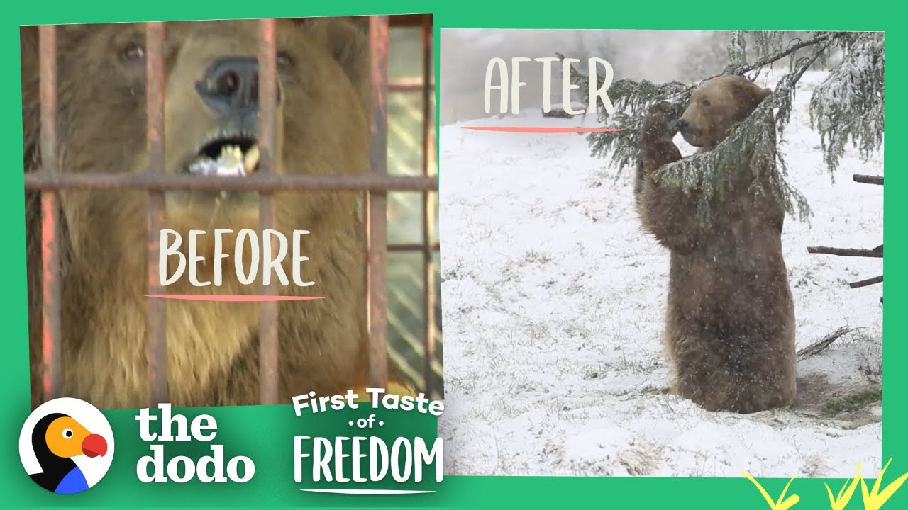 Bear Who Spent His Life In A Cage Is Thrilled To Play In Snow  | The Dodo First Taste Of Freedom