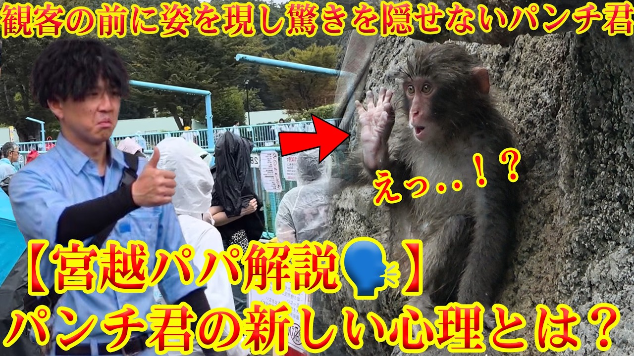 【最新】今日のパンチくん🐵久々の観客にフリーズするパンチくん🐒【宮越パパが解説🧏&zwj;♂️】パンチくんに芽生えた『新しい心理』とは&hellip;⁉️