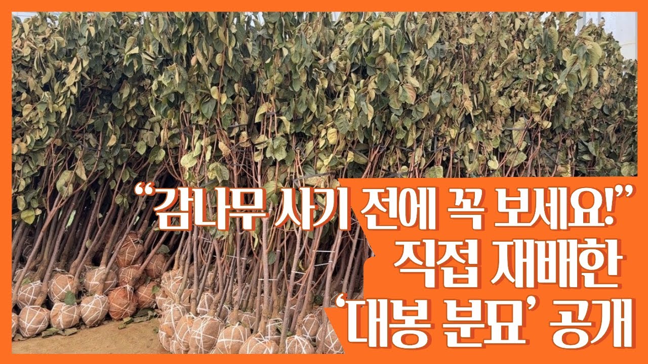 “직접 재배한 대봉 분묘, 이 가격에 이런 퀄리티는 없습니다“/감나무 3년생~6년생 대봉 분묘 판매/#대봉#왕대봉#대봉묘목#감나무#감