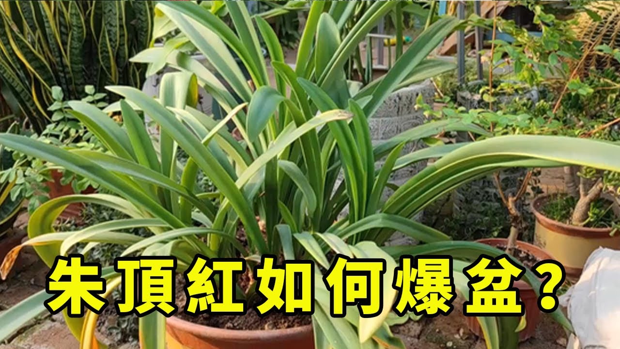 朱頂紅到了秋天別再剪葉子了，用點這個肥，輕輕鬆鬆開爆盆【養花匠小齊】