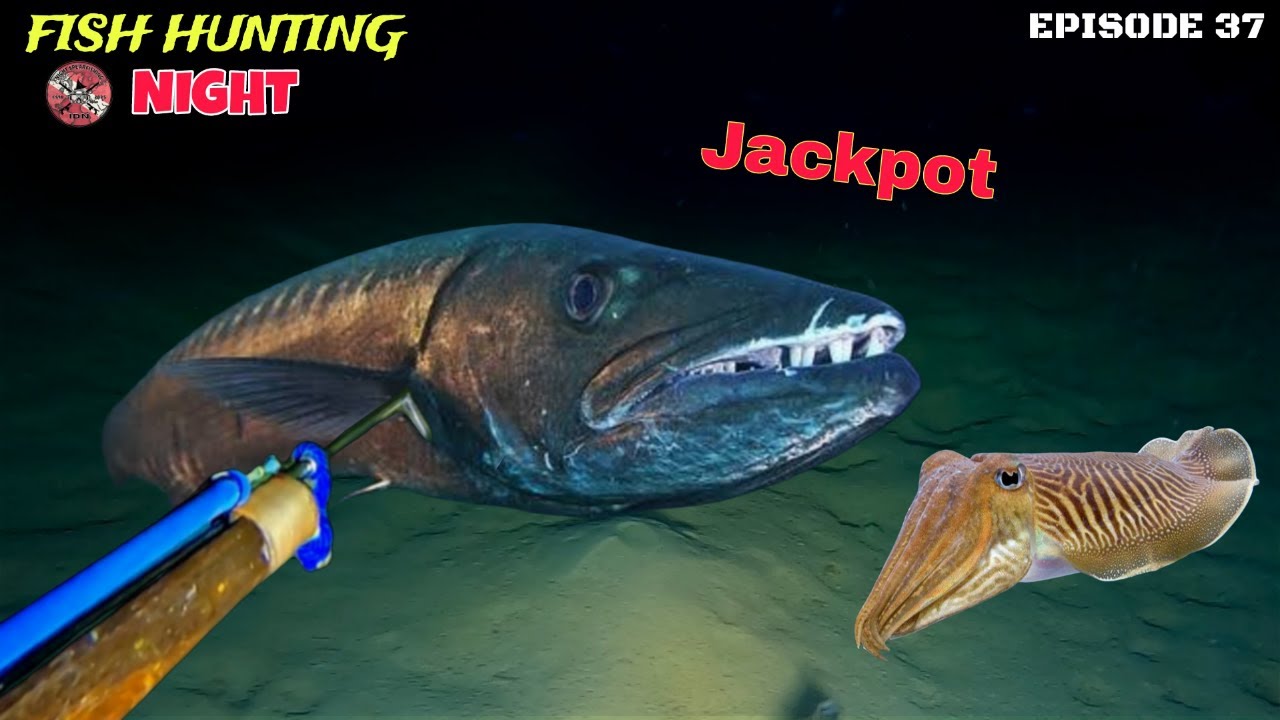 NIGHT SPEARFISHING EPISODE 37 | FISH HUNTING NIGHT
