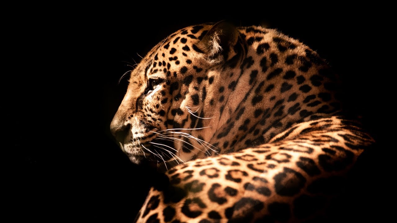 🐆Leopardo e Cavalo.  Arqu&eacute;tipos - Agape Akhenaton