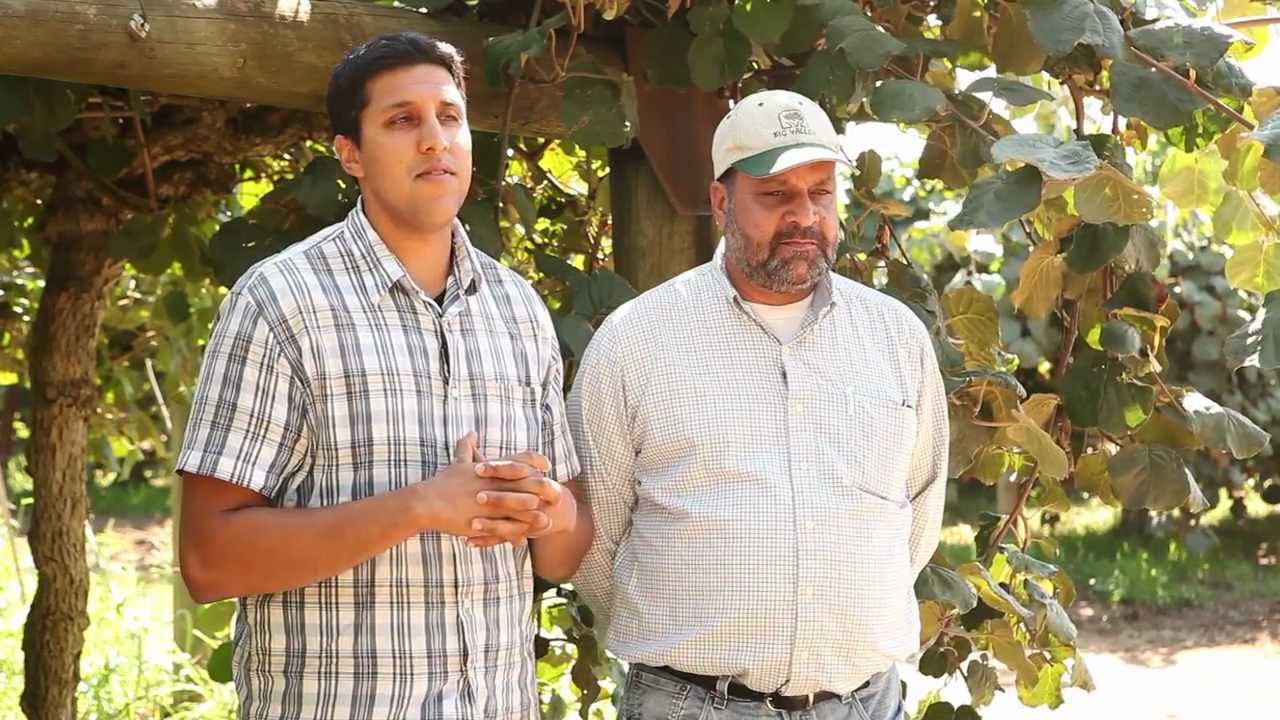 Meet J.T. and Jasbir Kullar, California Kiwifruit Farmers, How Kiwis Grow in California