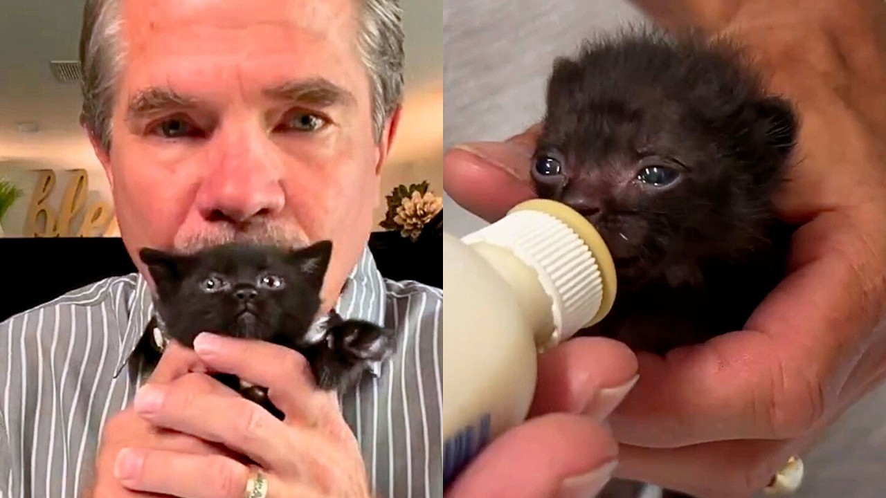 Cat Dad Finds Tiny Newborn Kittens In Garden 🥺