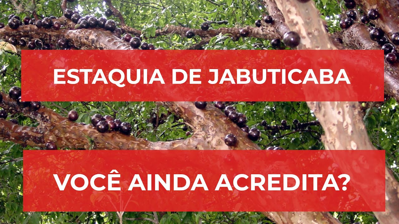 Estaquia de Jabuticaba, funciona ou não, afinal?