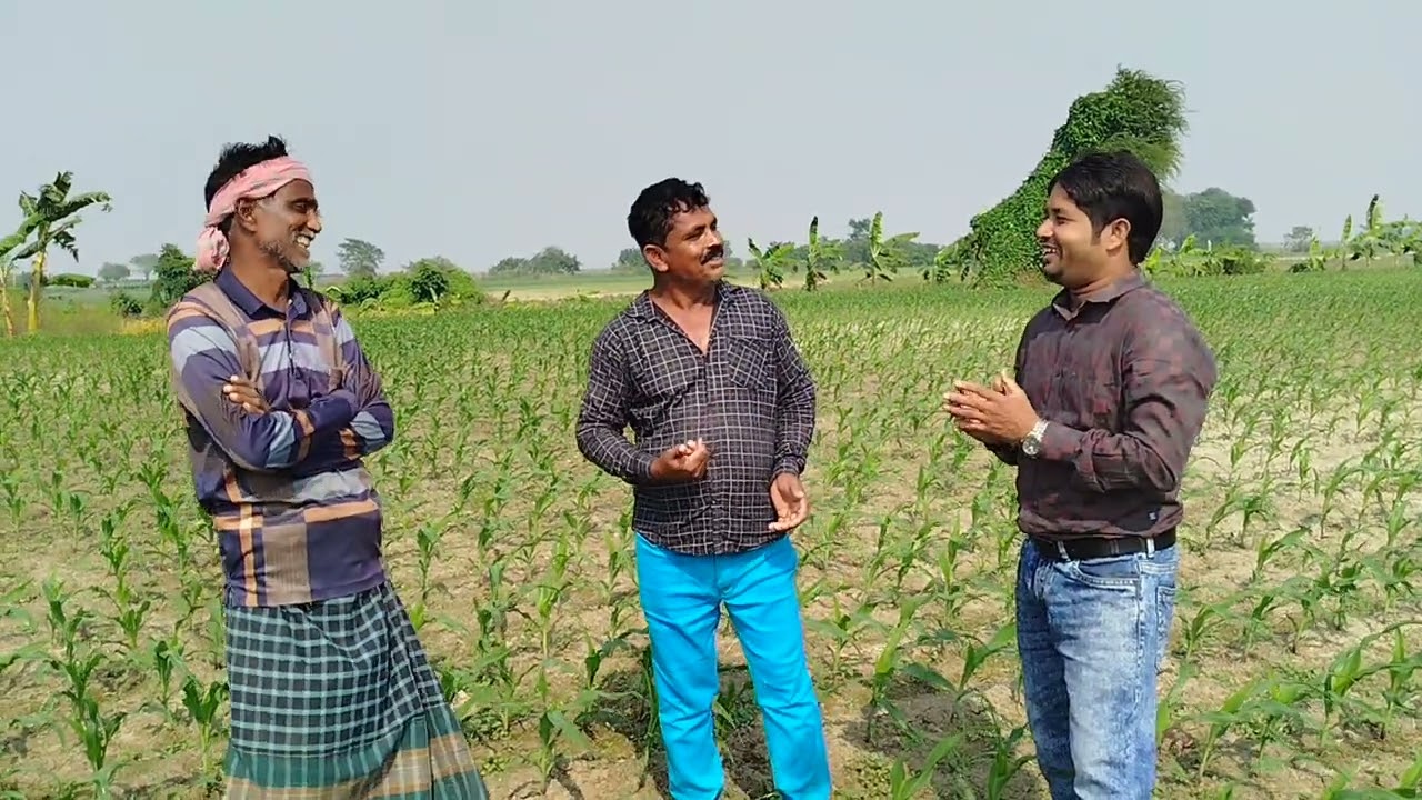 যুবরাজ ভূট্টা 🌽🌽মাঠের সেরা ভুট্টা স্হানঃ কবিরপুর চর, ফরিদপুর সদর।