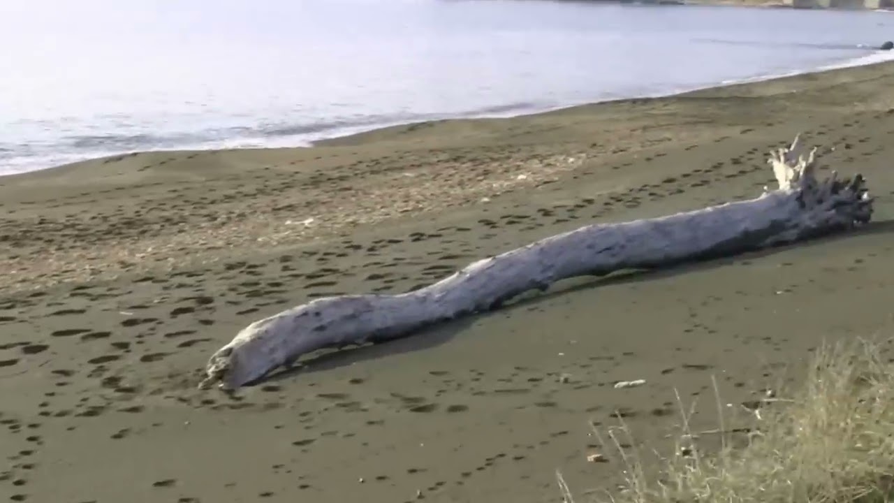 LA SPIAGGIA DELLE SABBIE NERE DI SANTA SEVERA