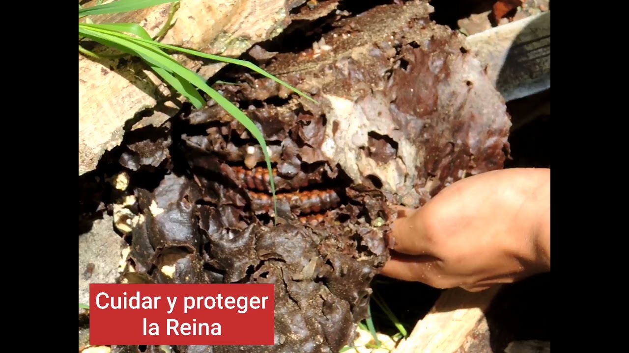 TRASIEGO DE ABEJAS MELIPONAS, 
PASO A PASO (Recomendaciones, consejos, tips)