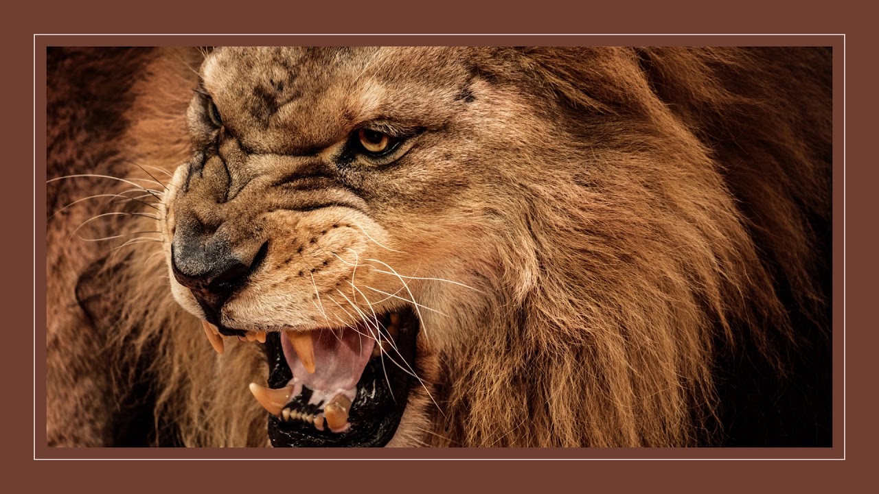 Beware the Roaring Lion! - Morning Bible Blast! (1 Peter 5 8)