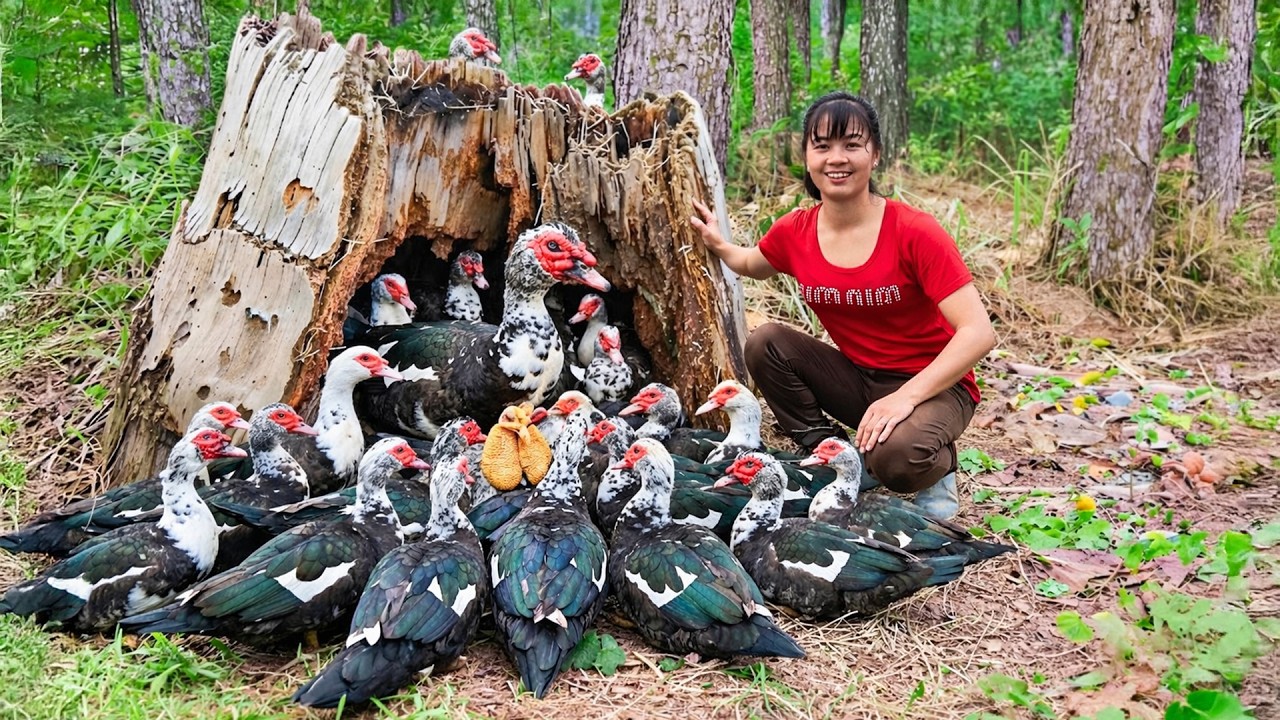 TIMELAPSE -- Catching Many Wild Muscovy Hatched Ducklings In The Forest And Building A Farm