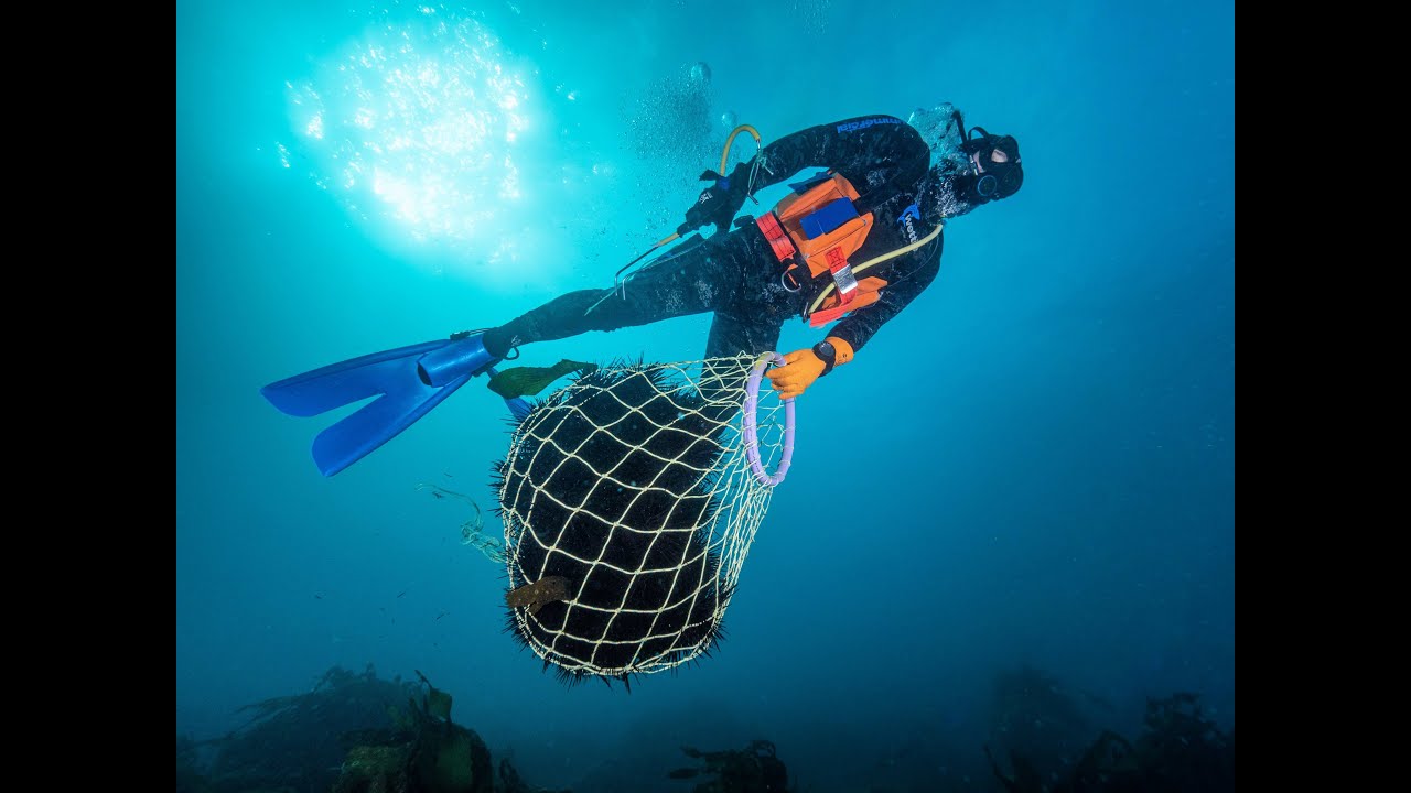 Longspined Sea Urchin take-all harvest Fortescue Bay