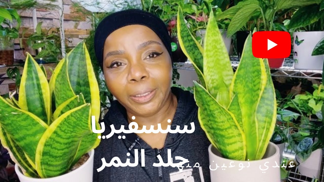 كيفية العناية والاهتمام نبات السنسفيريا جلد النمر