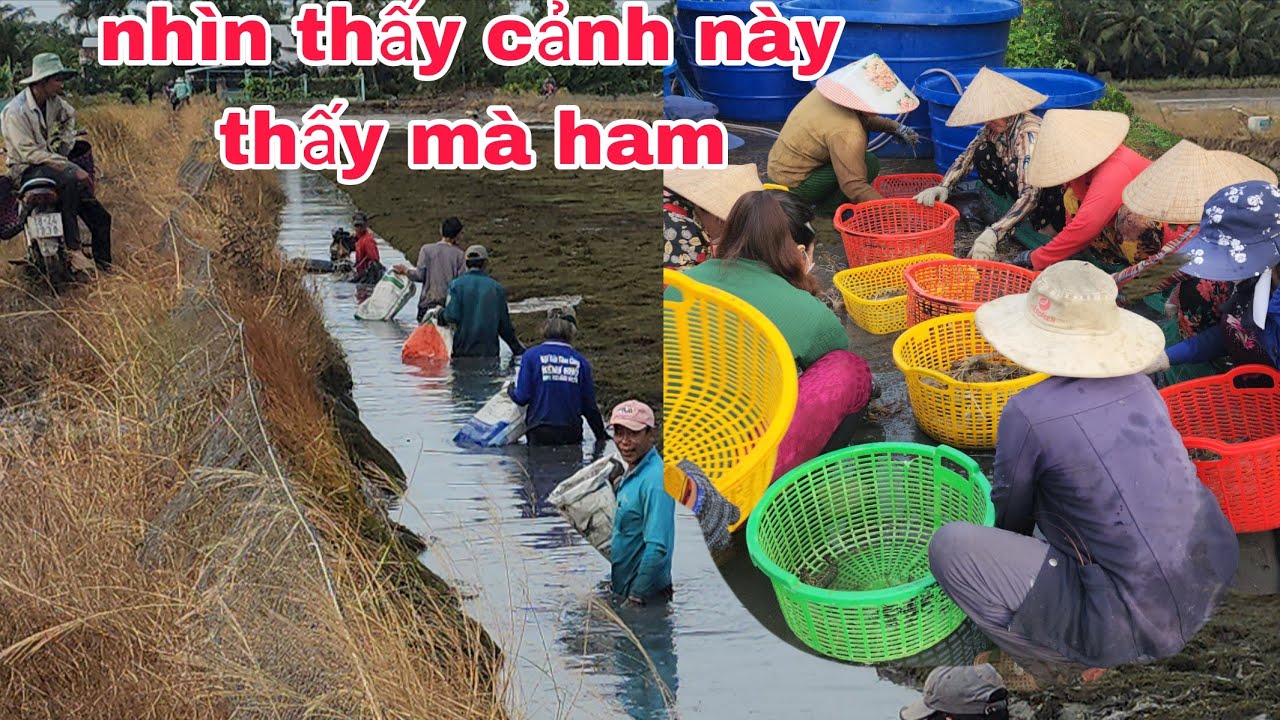 Về rừng U Minh lần đầu tiên mới thấy cảnh này#hotientv 