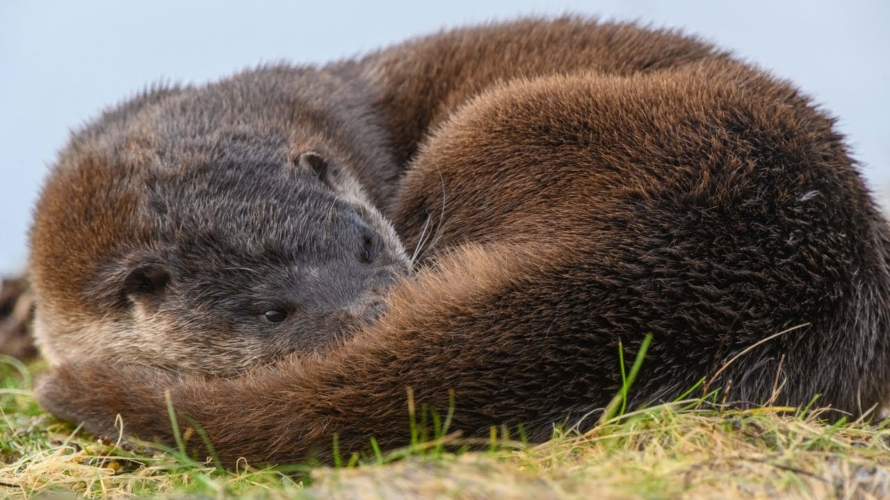 An Orkney summer - an otter's tale