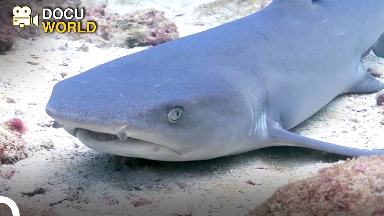 Are They the Biggest Danger of Underwater? | Wild Life