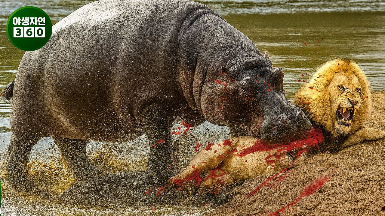 하마 대 악어 & 사자 무리 - 역사상 가장 잔혹한 전투! | 동물의 왕국