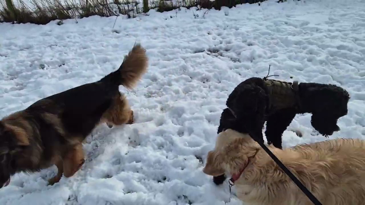 We got to play in the snow, yey!