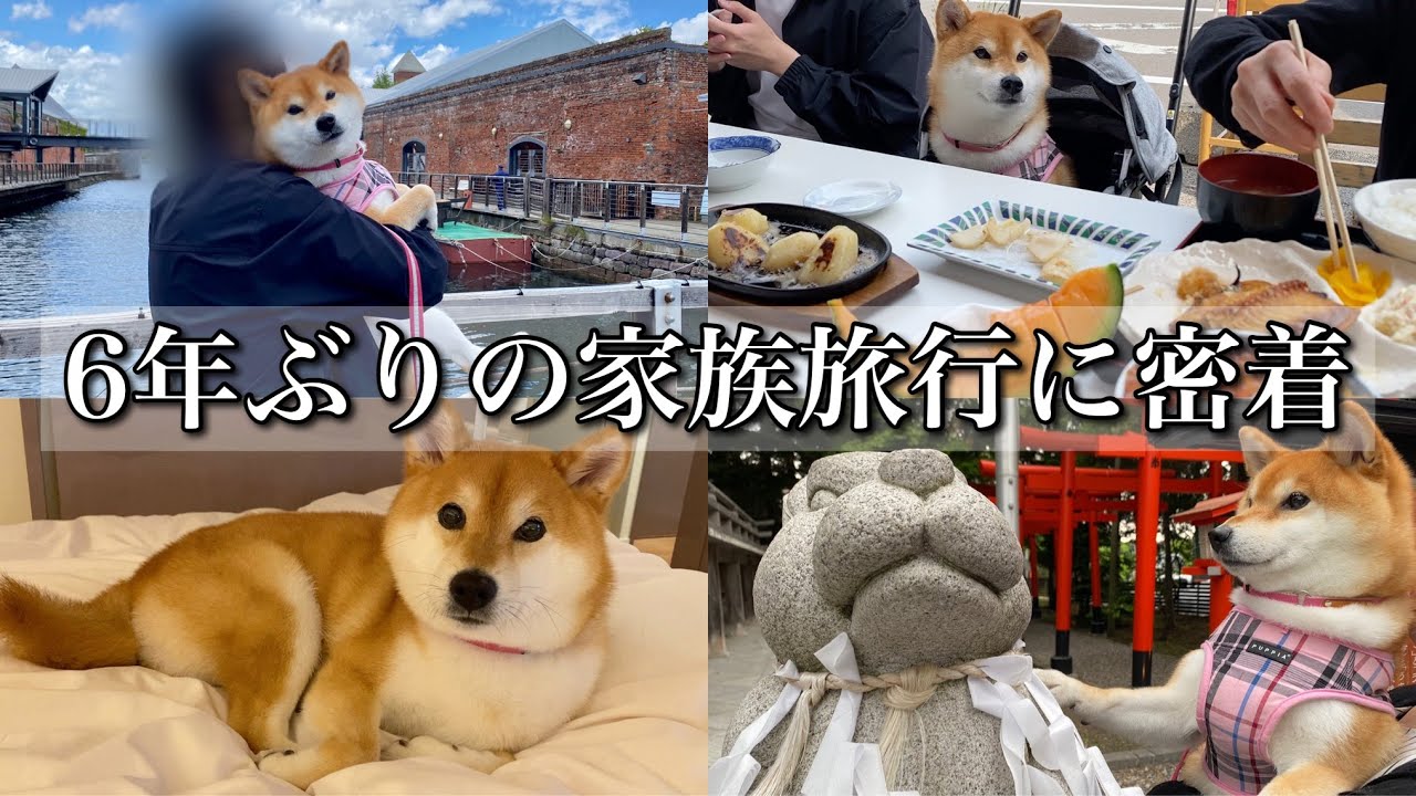 【柴犬】6年ぶりの家族旅行で北海道大満喫してきました！