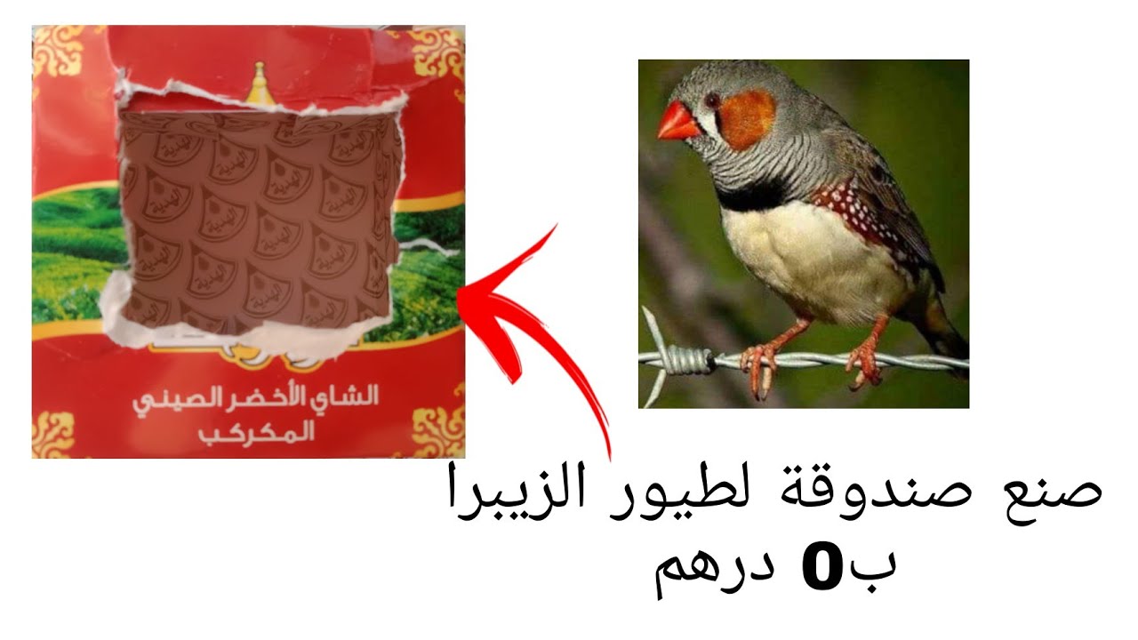 صنع عش لطيور الزيبرا ب0 درهم وبكرطونة شاي