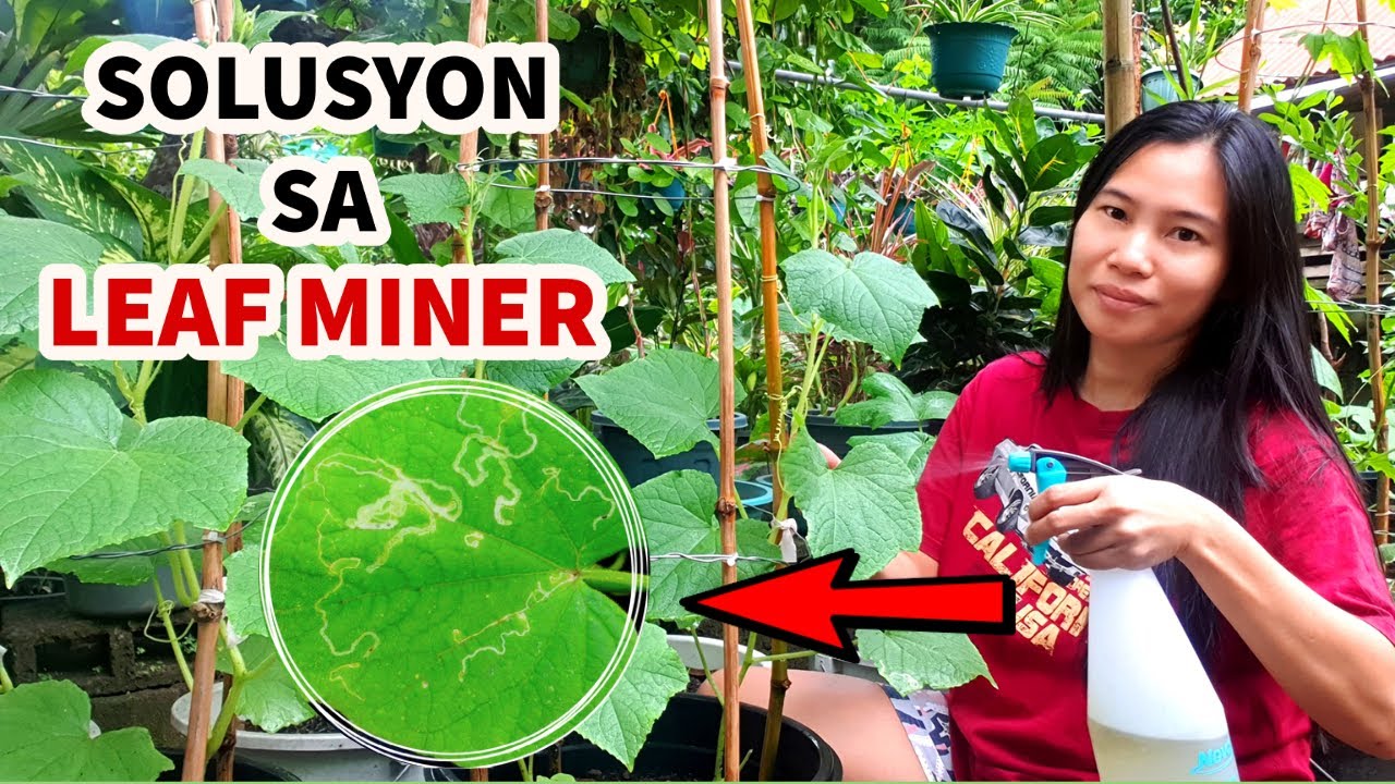 PAANO MAKONTROL AT MAPUKSA ANG LEAF MINERS | HOW TO CONTROL AND GET RID OF LEAF MINERS