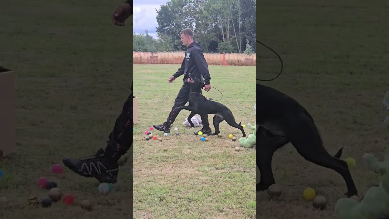 PSA 1 obedience with TOM - 90 points PASS