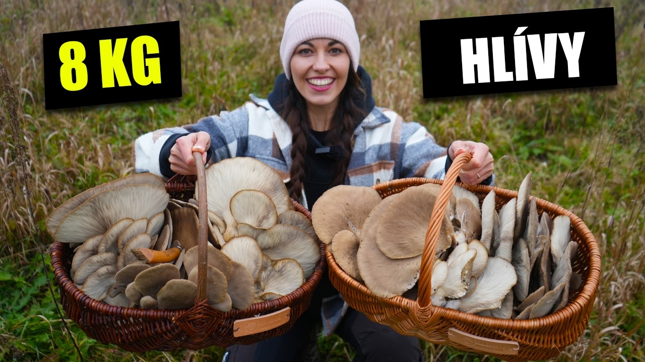 Hlíva ústřičná - kompletní návod na sběr!
