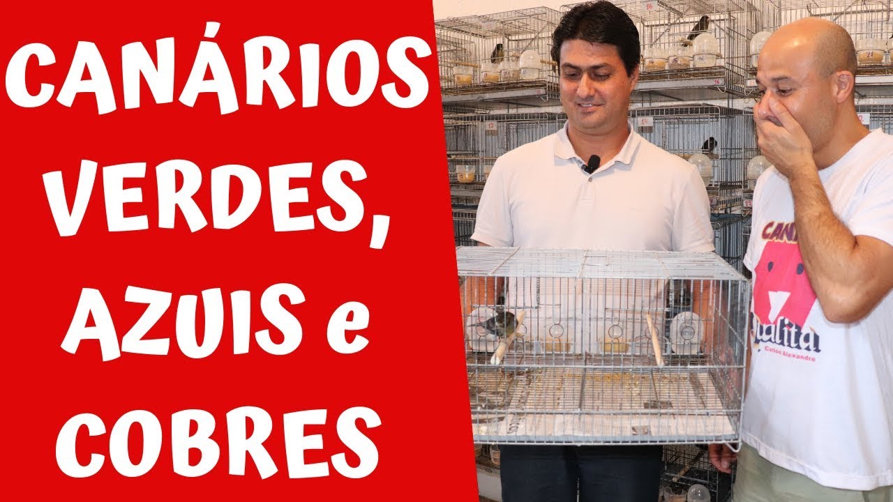 AULA SOBRE CANÁRIOS VERDES, AZUIS E COBRES com Fábio Regis