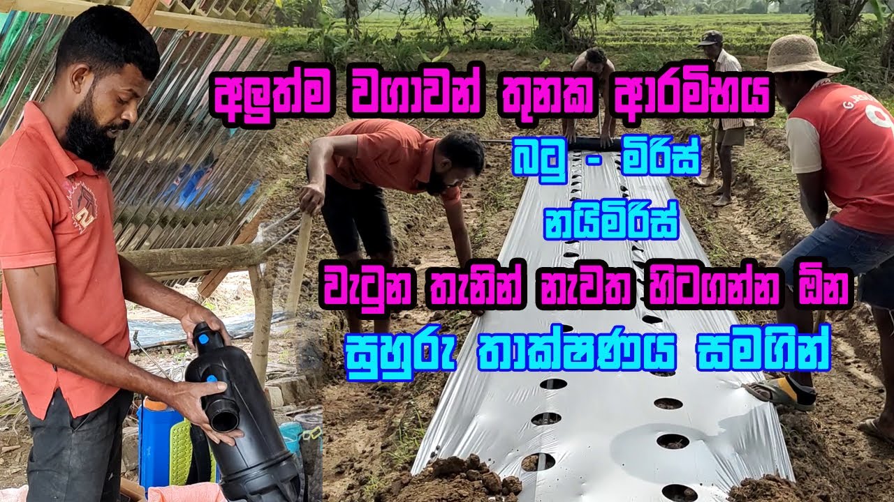 ගොඩ යන්න හිතාගෙන අලුත් වගාවන් තුනකට අත ගැහුවා | Batu wagawa | nai miris wagawa | miris wagawa