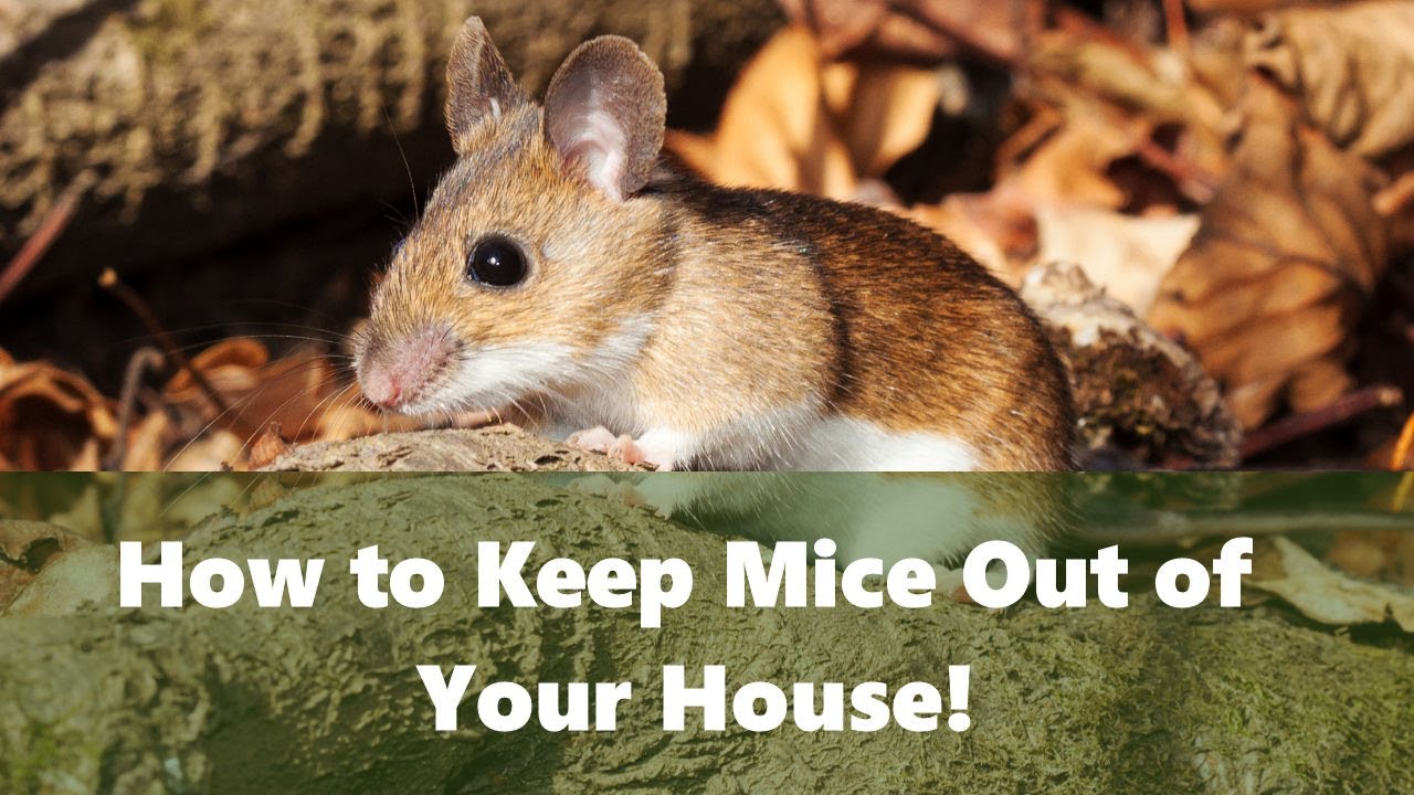 How To Stop Mice from Getting into the House - How to keep mice out!