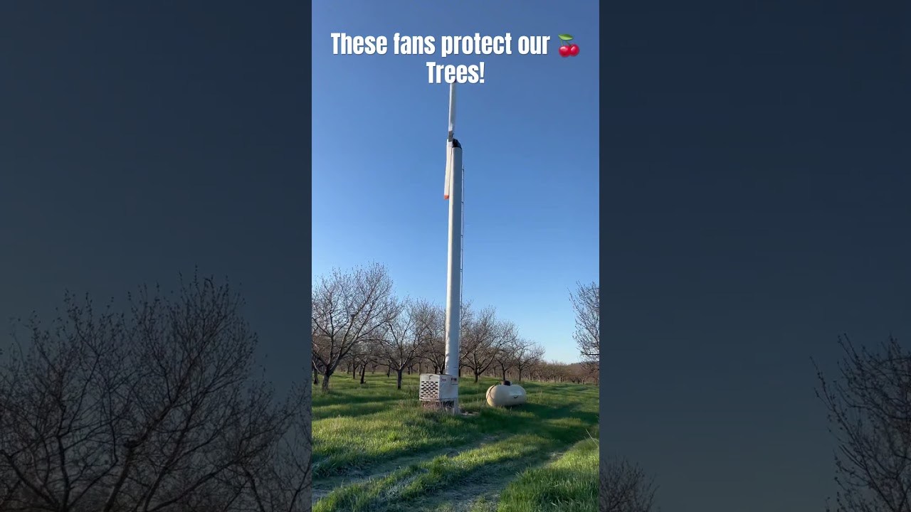 Protecting Our Crops With These Special Fans! #shorts #farming #frost #farm