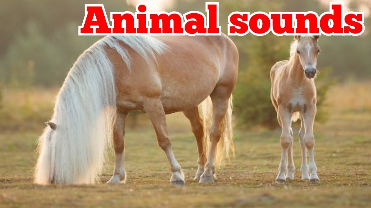 Animal Sounds for Children 20 Amazing Animals