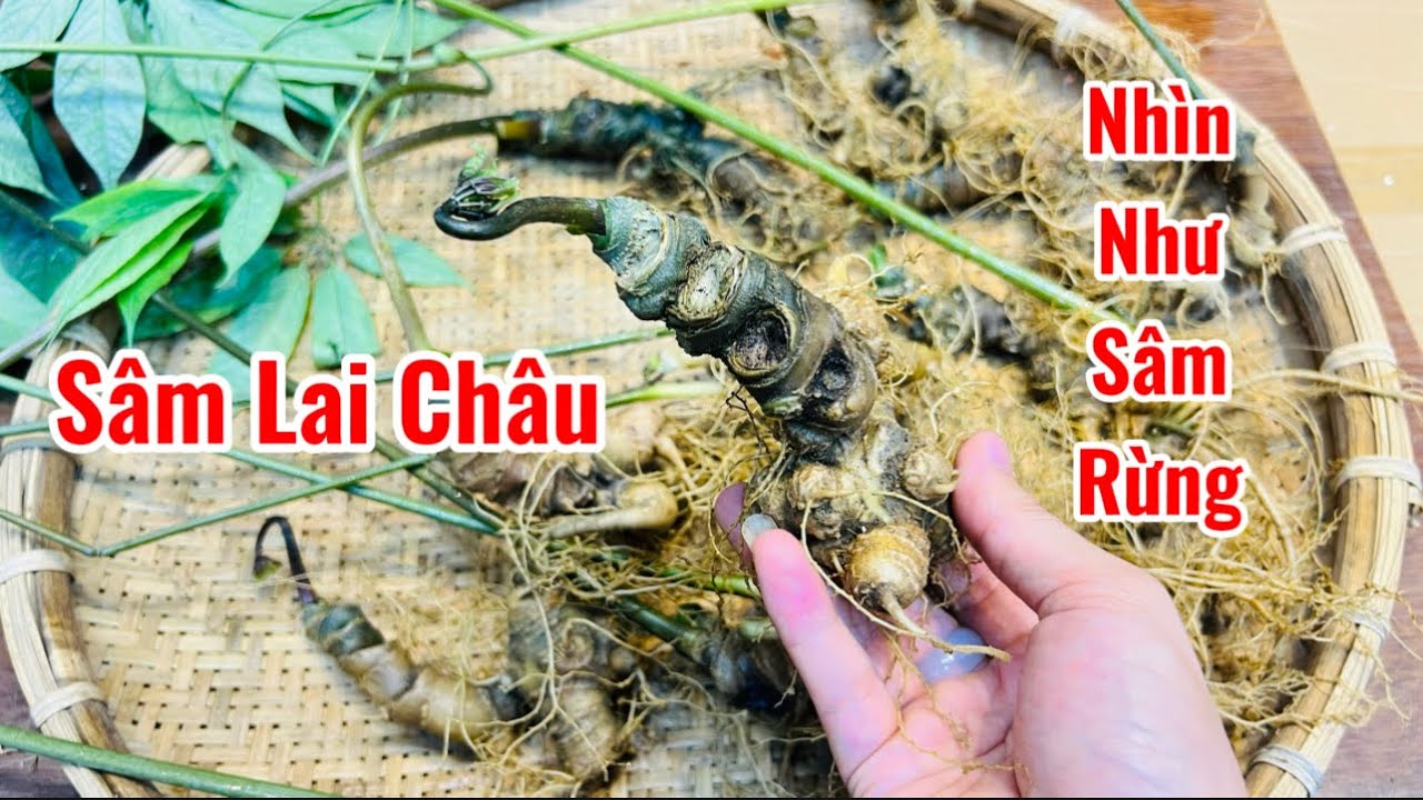  Khánh Sâm | Sâm Lai Châu Già Đanh Nhìn Như Sâm Rừng